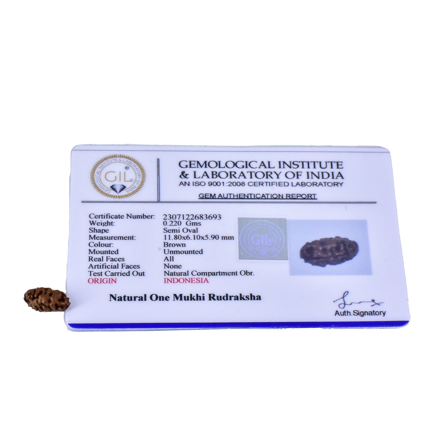 1 Mukhi Rudraksha / One Face Rudraksha with Certificate( Note: (A), B, C , AA, AAA and premium also available. Price may vary... Indonesia...Nepal..