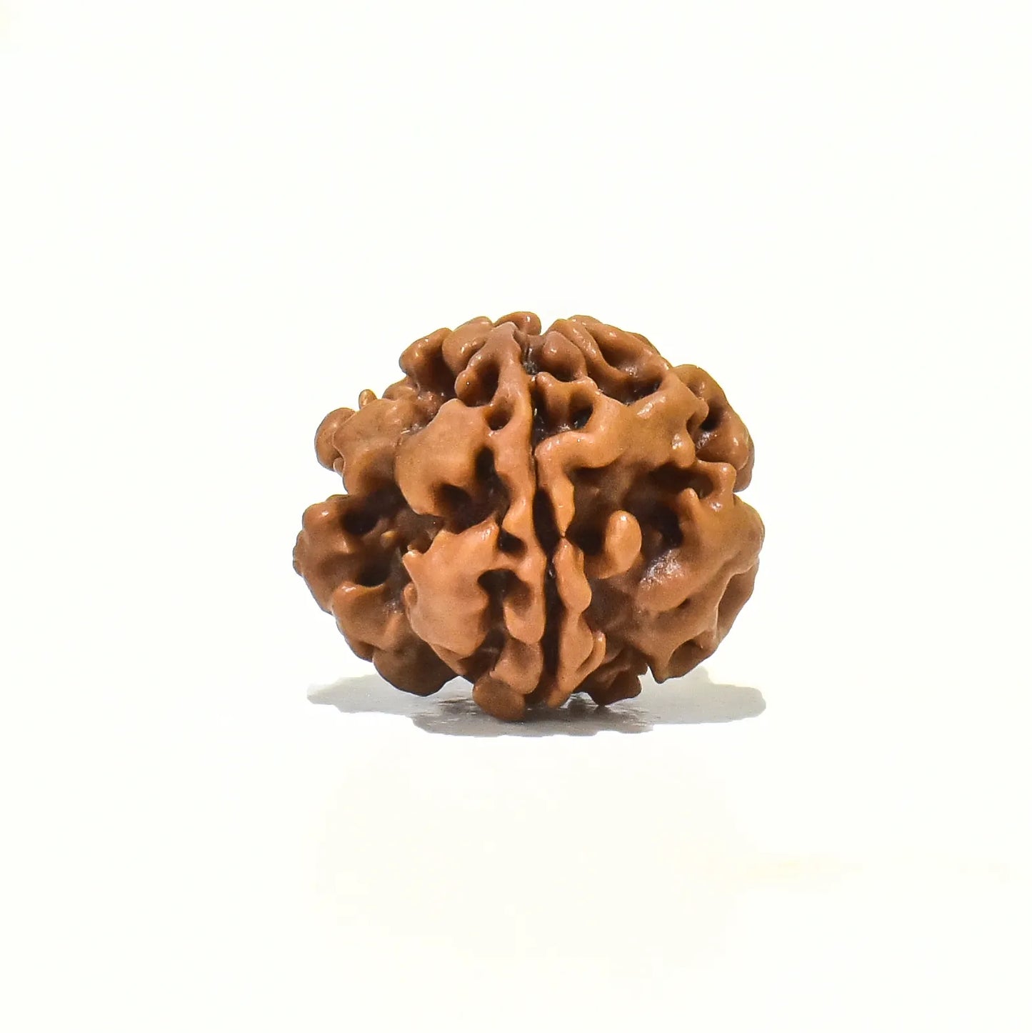 1 mukhi undevelop