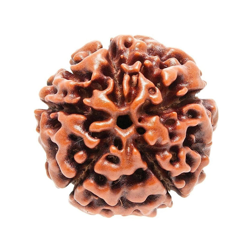 5 Mukhi Rudraksha Original Certified Pure Panchmukhi Rudraksha AA++ Five Face Rudraksha Blessed Beads Panch Mukhi Rudraksha for Men & Women