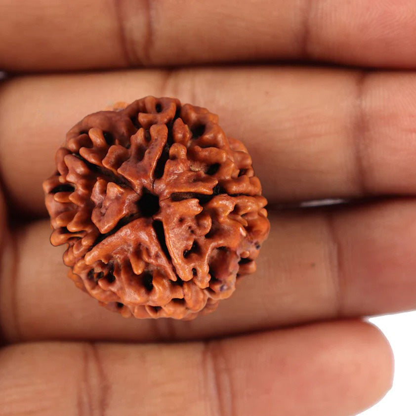 5 Mukhi Rudraksha Original Certified Pure Panchmukhi Rudraksha AA++ Five Face Rudraksha Blessed Beads Panch Mukhi Rudraksha for Men & Women