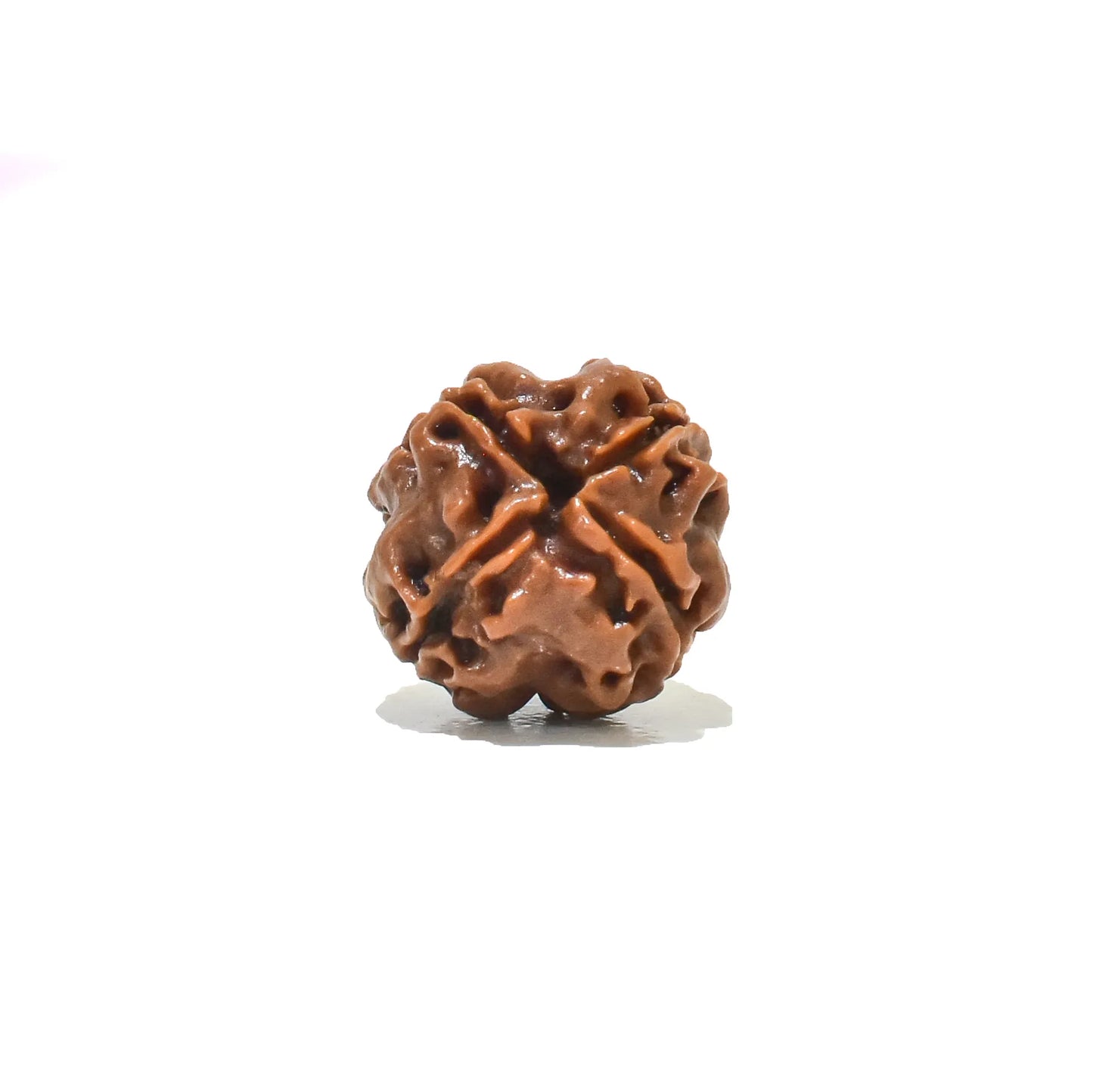 4 mukhi Rudraksha