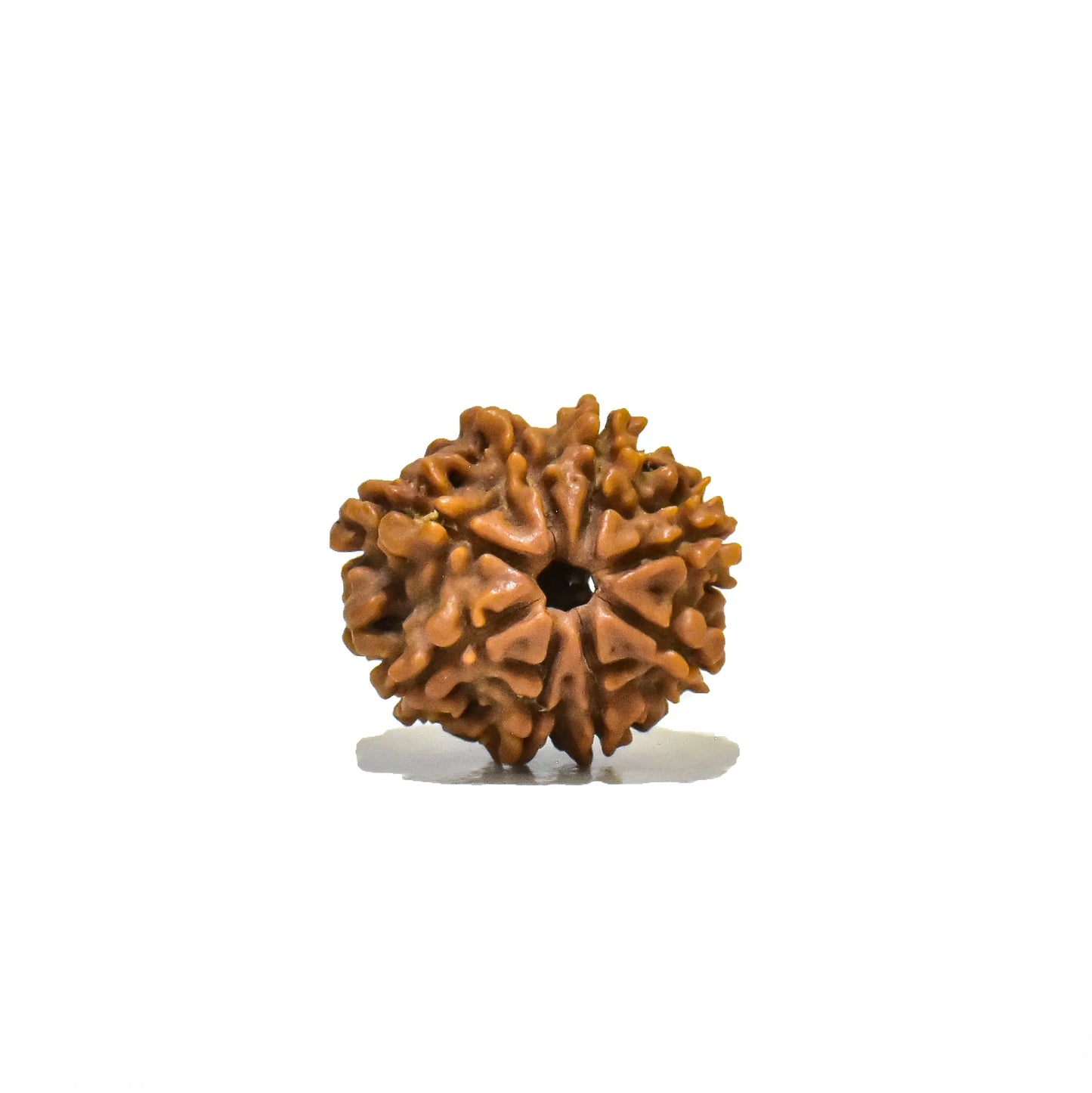 8 Mukhi Rudraksha