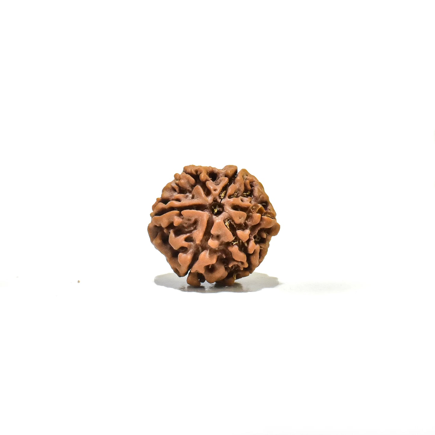6 Mukhi Rudraksha