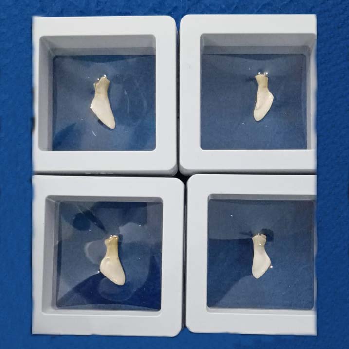 Mukta Mani Or Ketu Mani