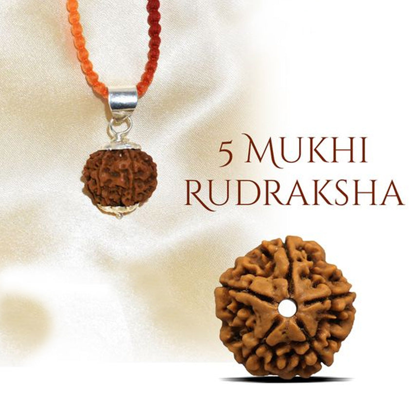 5 Mukhi Rudraksha Original Certified Pure Panchmukhi Rudraksha AA++ Five Face Rudraksha Blessed Beads Panch Mukhi Rudraksha for Men & Women