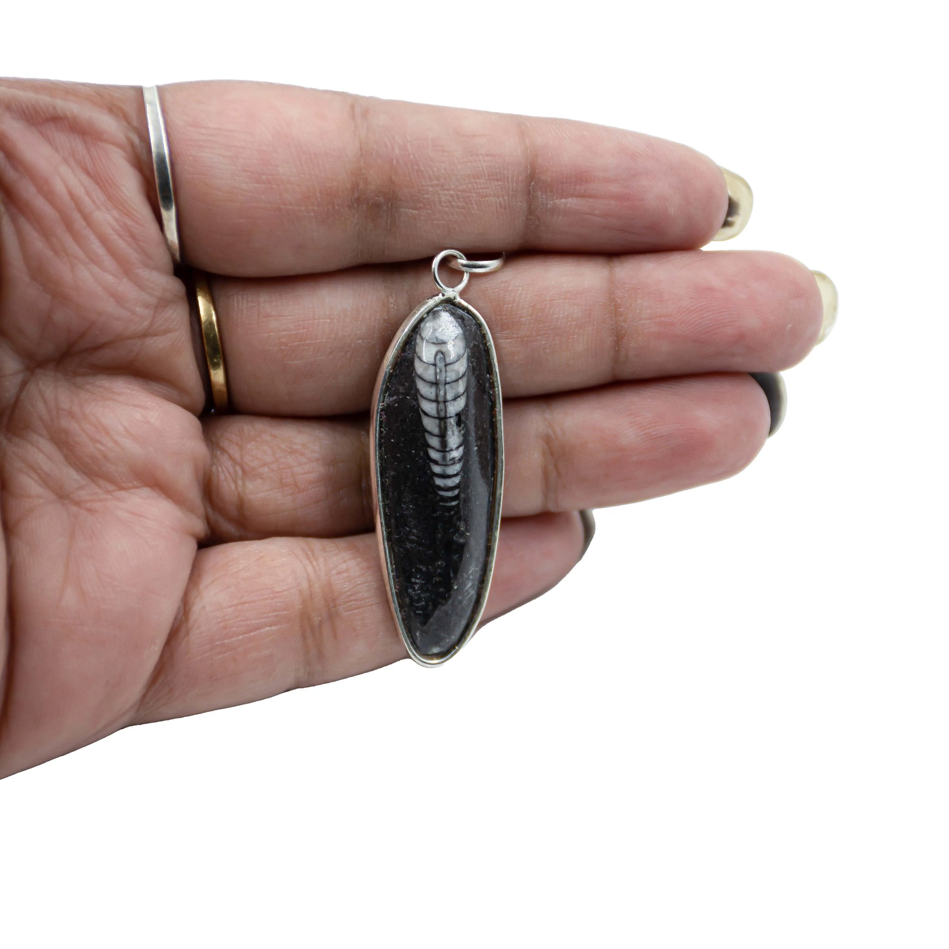 orthoceras Pendent