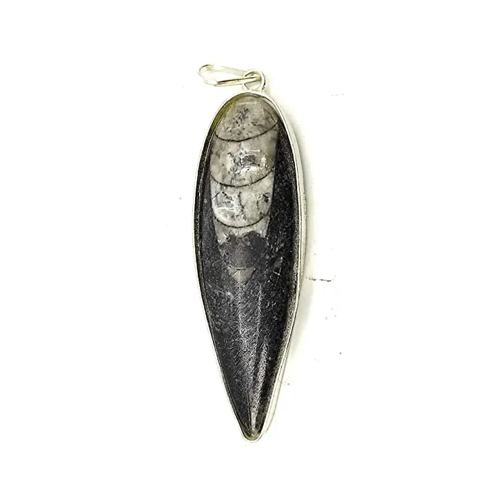 orthoceras Pendent
