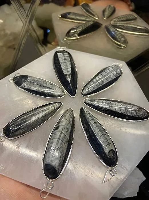 orthoceras Pendent