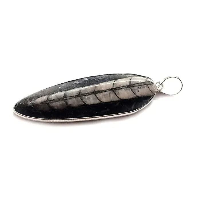 orthoceras Pendent