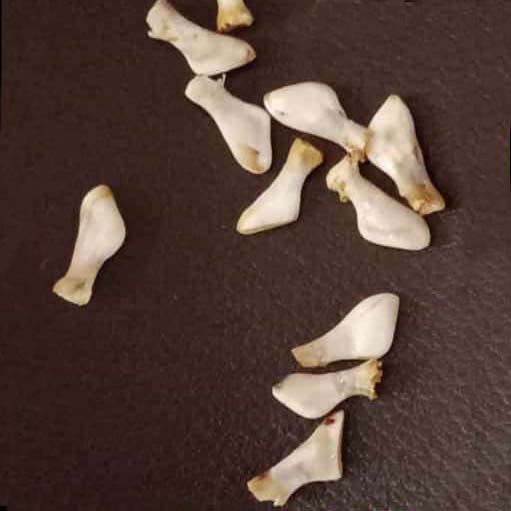 Mukta Mani Or Ketu Mani